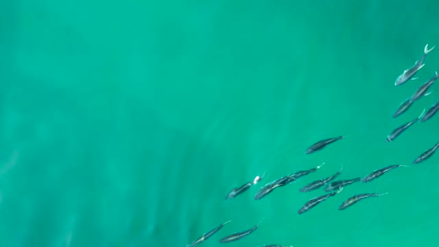 SHIPWRECKS LOS CABOS BCS MEXICO-2021: School of Fish Swimming in Clear Turquoise Water