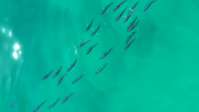 SHIPWRECKS LOS CABOS BCS MEXICO-2021: Small Fish School Swimming in Clear Turquoise Water