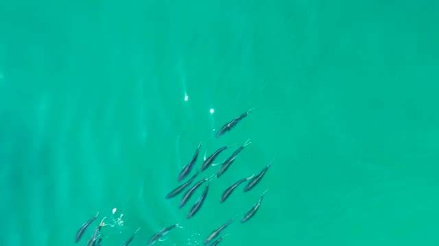SHIPWRECKS LOS CABOS BCS MEXICO-2021: School of Small Fish Swimming in Clear Turquoise Water
