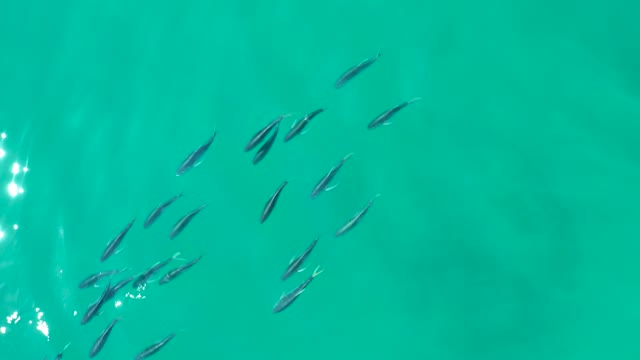 SHIPWRECKS LOS CABOS BCS MEXICO-2021: A School of Small Fish Swimming in Clear Turquoise Water