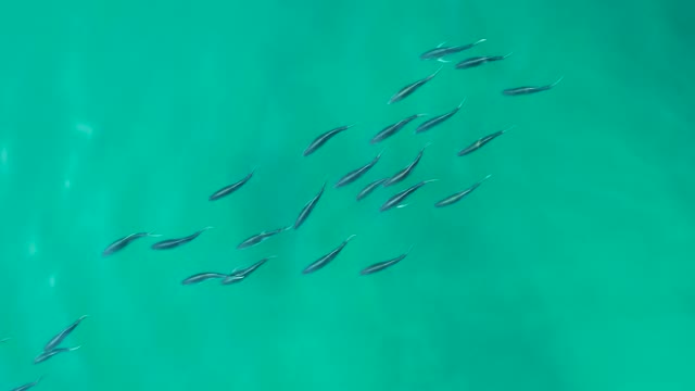 SHIPWRECKS LOS CABOS BCS MEXICO-2021: School of Small Fish Swimming in Clear Turquoise Water