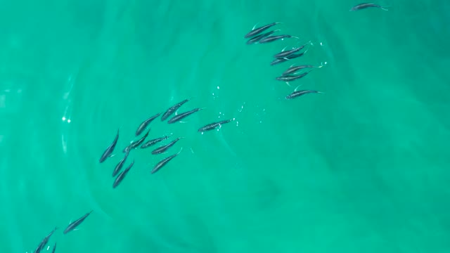 SHIPWRECKS LOS CABOS BCS MEXICO-2021: School of Fish Swimming in Clear Turquoise Water