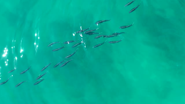 SHIPWRECKS LOS CABOS BCS MEXICO-2021: School of Fish Swimming in Clear Turquoise Water