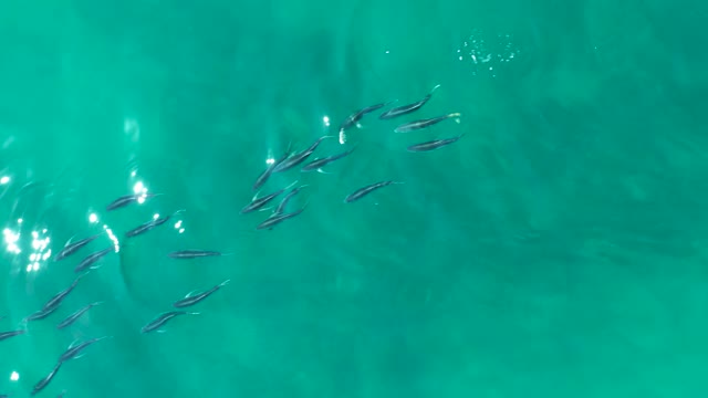 SHIPWRECKS LOS CABOS BCS MEXICO-2021: A School of Fish Swimming in Clear Turquoise Water