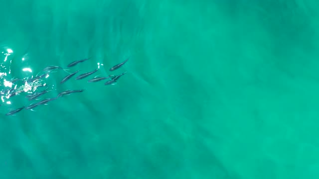 SHIPWRECKS LOS CABOS BCS MEXICO-2021: Small Fish School Swimming in Clear Turquoise Water