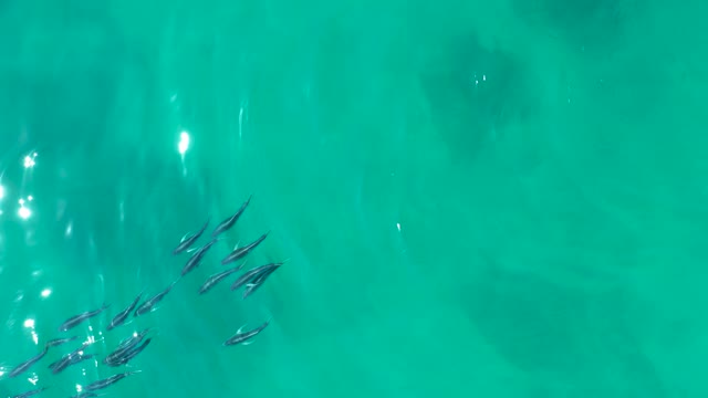 SHIPWRECKS LOS CABOS BCS MEXICO-2021: School of Small Fish Swimming in Turquoise Water