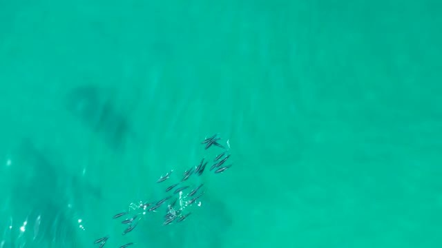 SHIPWRECKS LOS CABOS BCS MEXICO-2021: School of Small Fish Swimming in Clear Turquoise Water