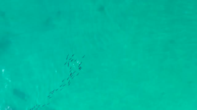 SHIPWRECKS LOS CABOS BCS MEXICO-2021: School of Fish Swimming in Clear Turquoise Water