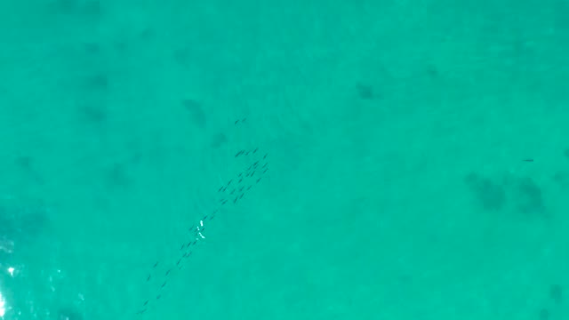 SHIPWRECKS LOS CABOS BCS MEXICO-2021: School of Fish Moving in Clear Turquoise Water
