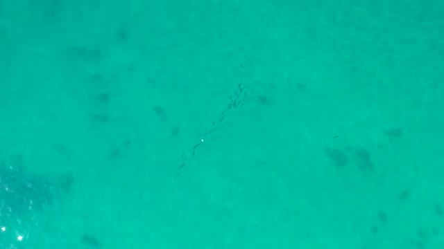 SHIPWRECKS LOS CABOS BCS MEXICO-2021: School of Fish Swimming in Clear Turquoise Water