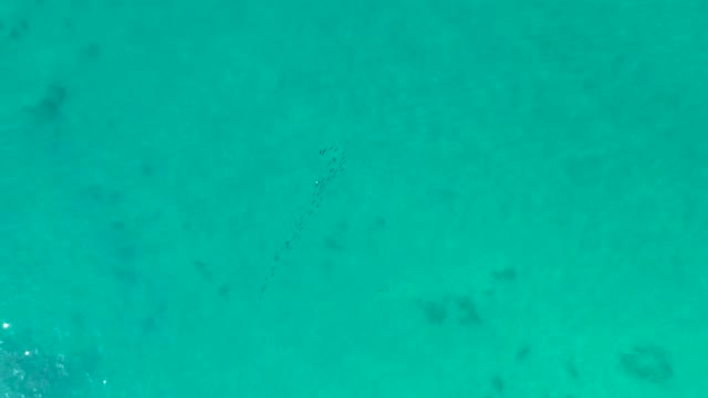 SHIPWRECKS LOS CABOS BCS MEXICO-2021: School of Fish Swimming in Clear Turquoise Water