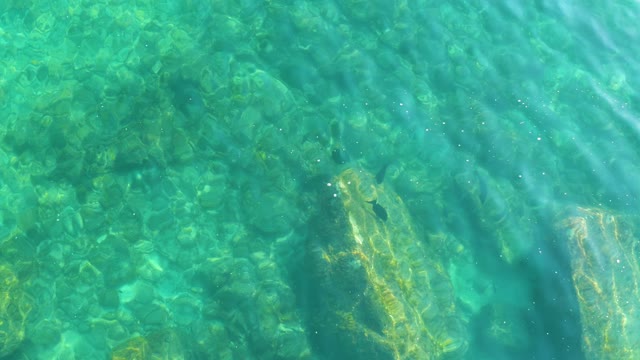 SHIPWRECKS LOS CABOS BCS MEXICO-2021: Underwater Fish Swimming Near Rocky Seabed