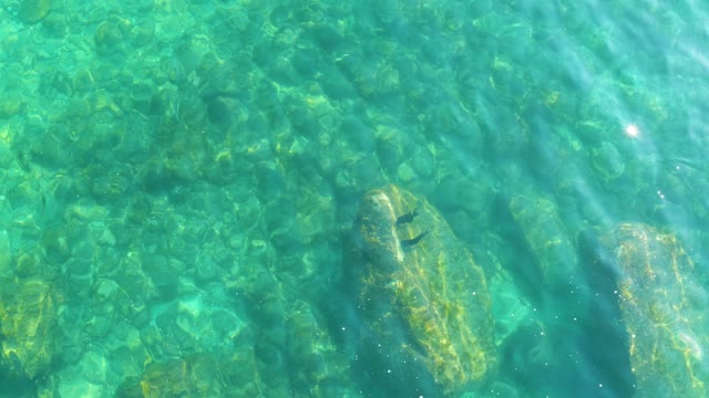 SHIPWRECKS LOS CABOS BCS MEXICO-2021: Small Fish Swimming in Clear Shallow Water Over Rocks