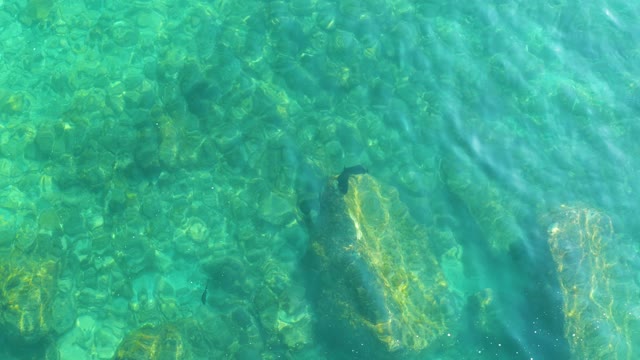 SHIPWRECKS LOS CABOS BCS MEXICO-2021: Small Fish Swimming in Clear Shallow Water over Rocky Seabed
