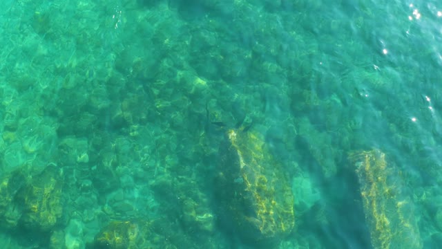 SHIPWRECKS LOS CABOS BCS MEXICO-2021: Small Fish Swimming Over Rocky Seabed in Clear Water