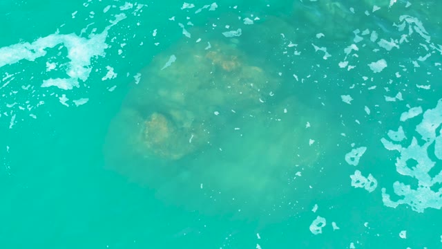 MARQUIS LOS CABOS MEXICO-2021: Jellyfish Drifting in Turquoise Ocean Water