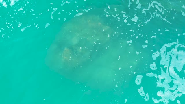 MARQUIS LOS CABOS MEXICO-2021: Sea Turtle Swimming in Turquoise Ocean Water