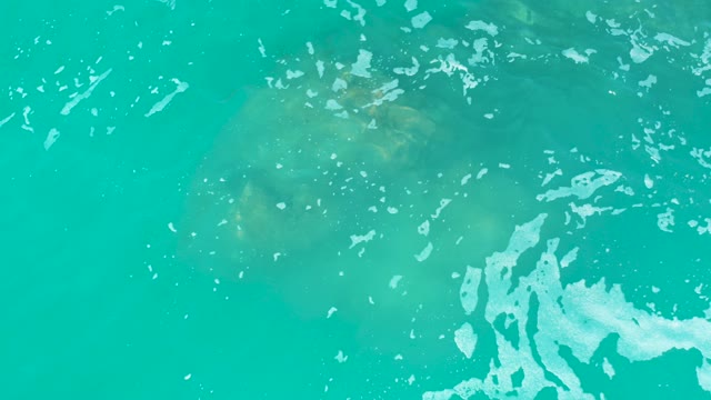 MARQUIS LOS CABOS MEXICO-2021: Manatee Swimming in Clear Turquoise Water