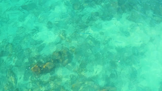 MARQUIS LOS CABOS MEXICO-2021: Small Fish Swimming in Clear Turquoise Shallow Water over Rocks