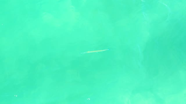 CAMPESTRE SAN JOSE DEL CABO BCS MEXICO-2021: Small Fish Swimming in Clear Turquoise Water
