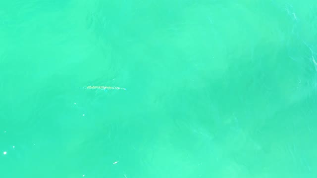 CAMPESTRE SAN JOSE DEL CABO BCS MEXICO-2021: Small Fish Swimming in Clear Turquoise Water