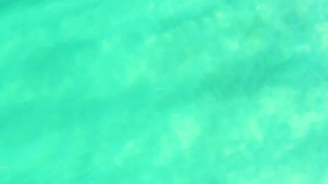 CAMPESTRE SAN JOSE DEL CABO BCS MEXICO-2021: Small Fish Swimming in Clear Turquoise Ocean Water