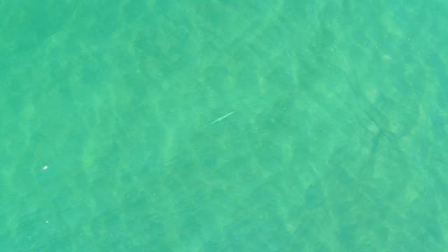 CAMPESTRE SAN JOSE DEL CABO BCS MEXICO-2021: Small Fish Gliding Through Clear Turquoise Water