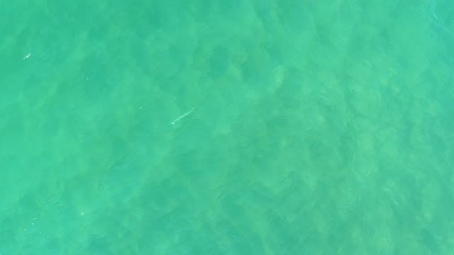 CAMPESTRE SAN JOSE DEL CABO BCS MEXICO-2021: Small Fish Swimming in Clear Turquoise Ocean Water