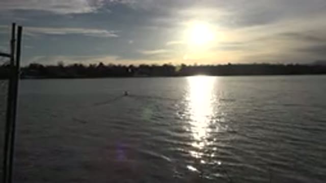 WESTMINSTER COLORADO-2015: Duck On Lake Swimming In The Sunset
