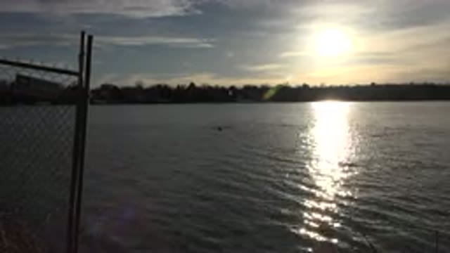 WESTMINSTER COLORADO-2015: Animal Swimming in Pond with Sunset Reflecting