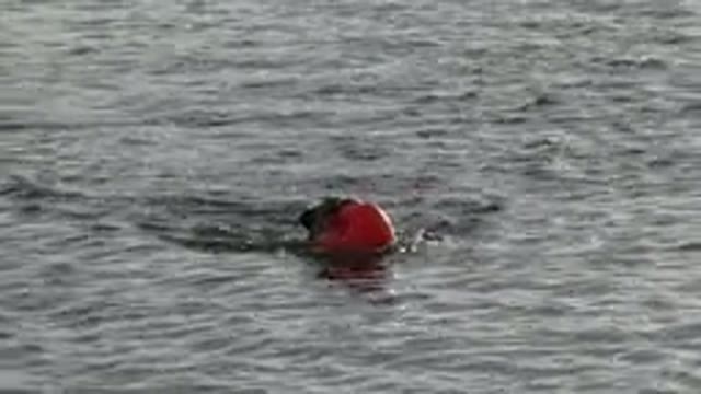 WESTMINSTER COLORADO-2015: Tan Colored Dog Swims In Body Of Water With Orange Ball