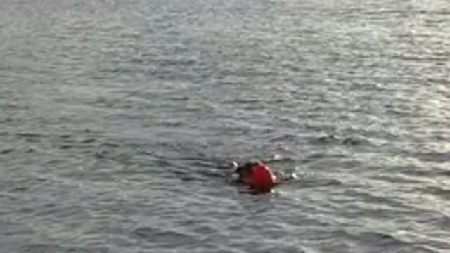 WESTMINSTER COLORADO-2015: Little Dog Swims And Has Fun In A Lake