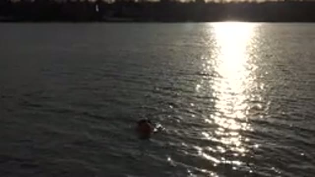 WESTMINSTER COLORADO-2015: Dog Fetches Toy While Swimming in the Sea