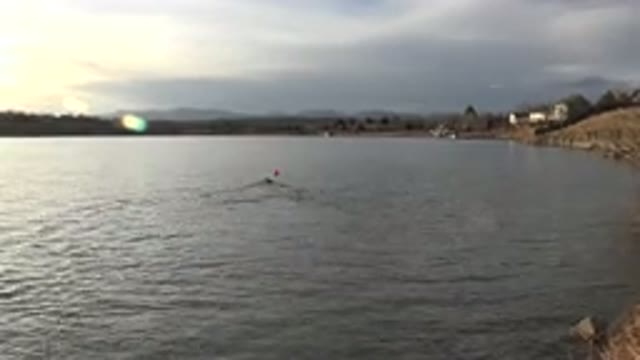 WESTMINSTER COLORADO-2015: Animal Swimming in River During Sunset