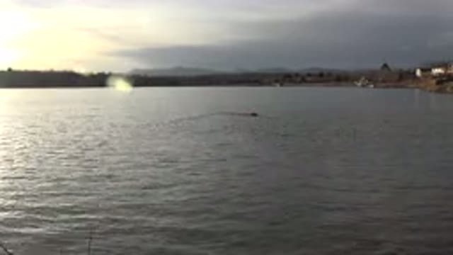 WESTMINSTER COLORADO-2015: A Creature In The Far Distance Quickly Swim Through