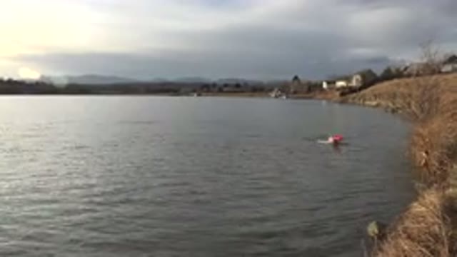 WESTMINSTER COLORADO-2015: A Big Brown Dog Swims So Fast Out Of The Lake That It