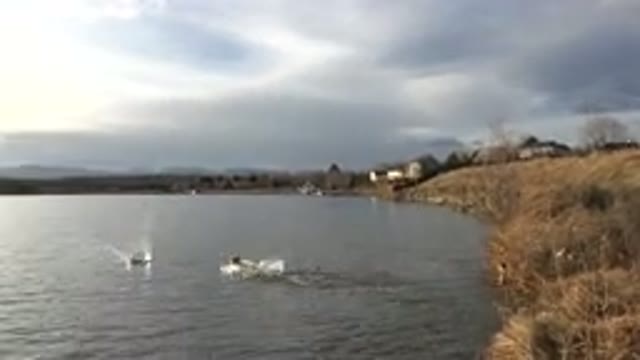WESTMINSTER COLORADO-2015: Off Screen Person Throws Red Object Into Lake For Dog
