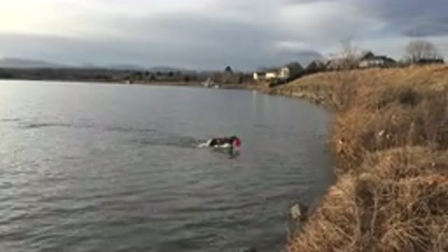 WESTMINSTER COLORADO-2015: An Animal Swimming in Pond During Sunset Reflection