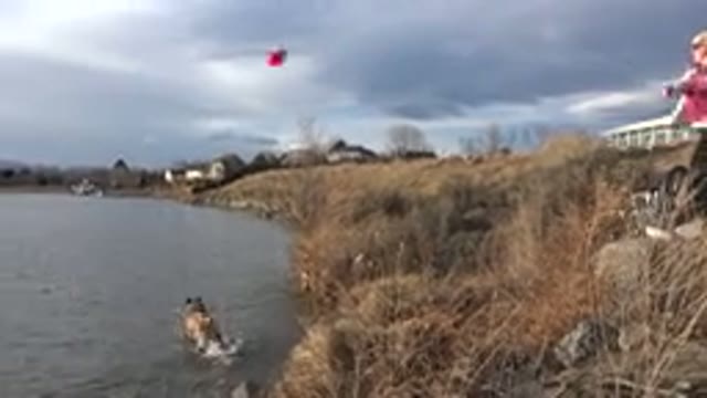 WESTMINSTER COLORADO-2015: Dog Goes After The Red Ball Played In The Lake By His