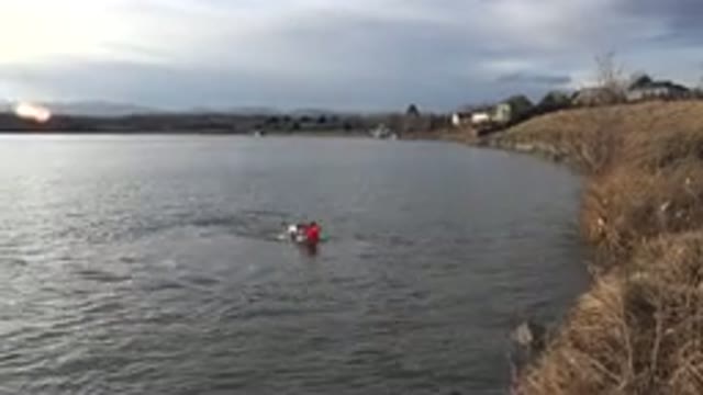 WESTMINSTER COLORADO-2015: Puppy Plays Happily With His Frisbee In A Lake With Owner