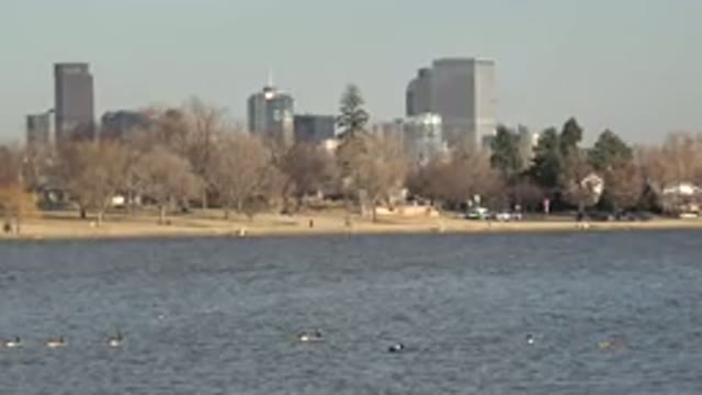WESTMINSTER COLORADO-2015: Birds Float On Water City Buildings In Distance Park