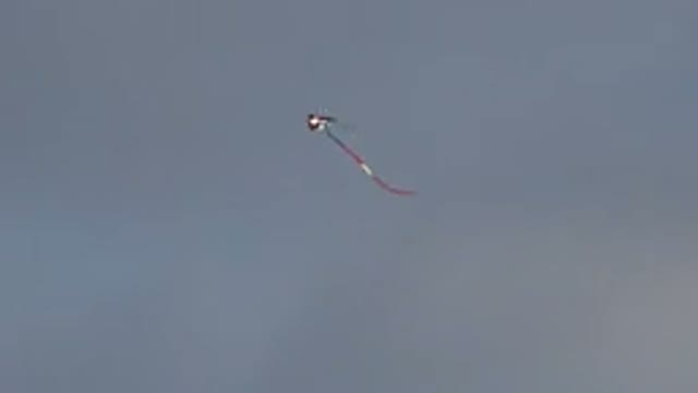 WESTMINSTER COLORADO-2015: Kite Hovering Calmly Over The Cloudy Sky