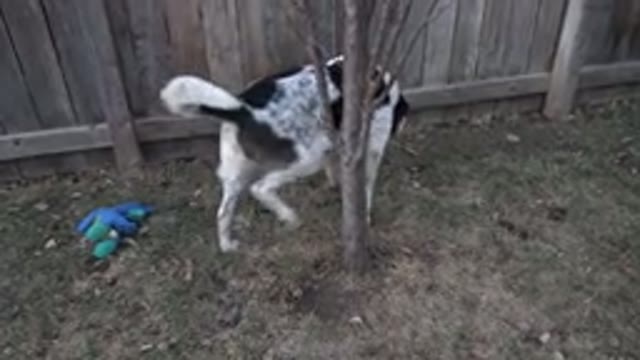 WESTMINSTER COLORADO-2015: Two Dogs Outside Taking A Leak Near A Tree In A Backyard