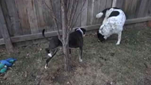 WESTMINSTER COLORADO-2015: A Dog Came To Pee And Meet This Friend