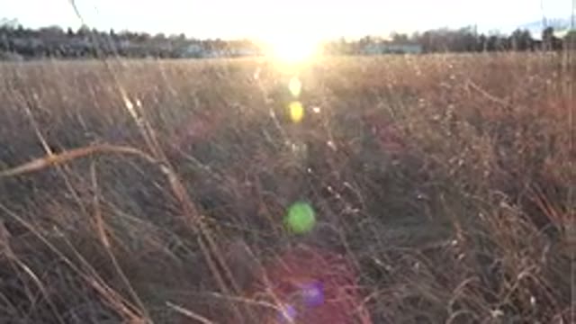 WESTMINSTER COLORADO-2015: Mellow Pan Shot of Weeds Drifting Through the Wind