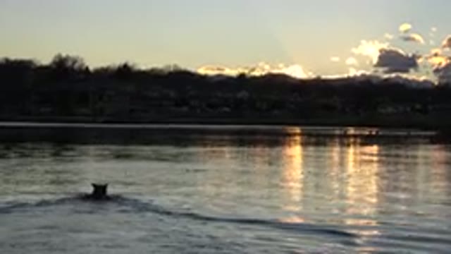 WESTMINSTER COLORADO-2015: An Unknown Animal Swimming In A Body Of Water At Dusk