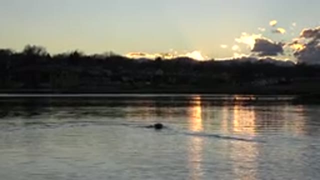 WESTMINSTER COLORADO-2015: Dog Swimming In A River Trying To Get Back To Shore
