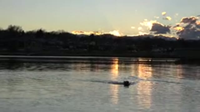 WESTMINSTER COLORADO-2015: An Animal Swimming In A Big Pond Or Lake At Sunset