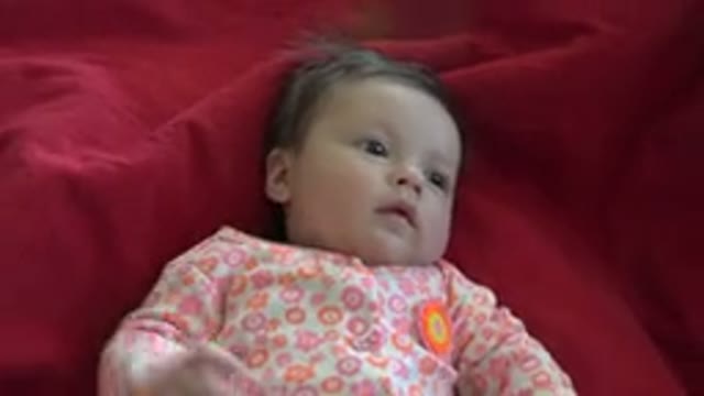 WESTMINSTER COLORADO-2015: Sweet Baby Laying Down Looking Curiously at New Object