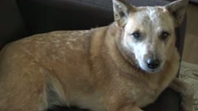 WESTMINSTER COLORADO-2015: Tan Dog Falling Asleep On Couch And Contracting